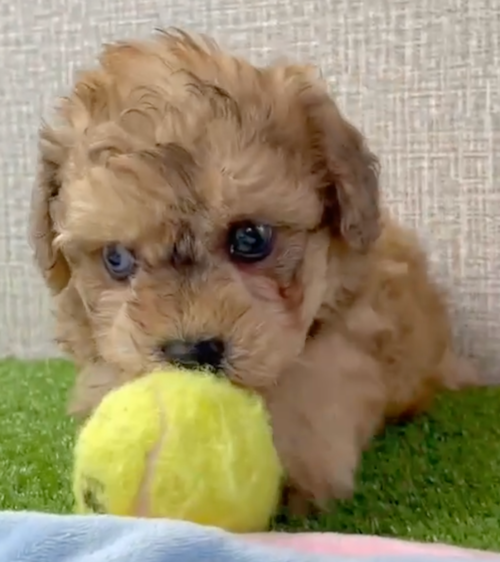 tan poochon puppy playing with a tennis ball